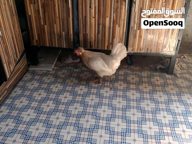 دجاج عدد 2 مع كتاكيت مصلحه مع القفص للبيع