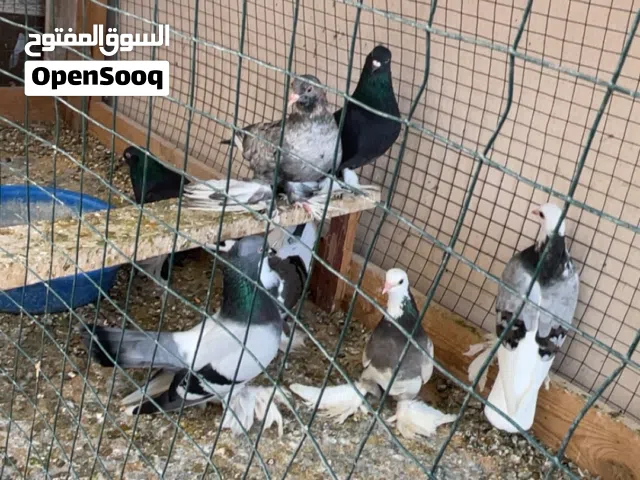 للبيع جمله تلاته كوبيات ونتايه