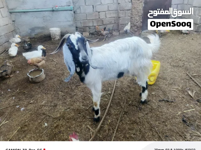 انثاية ثنين كل وحده وراها واحد وفحله ثنين كصابه وجني