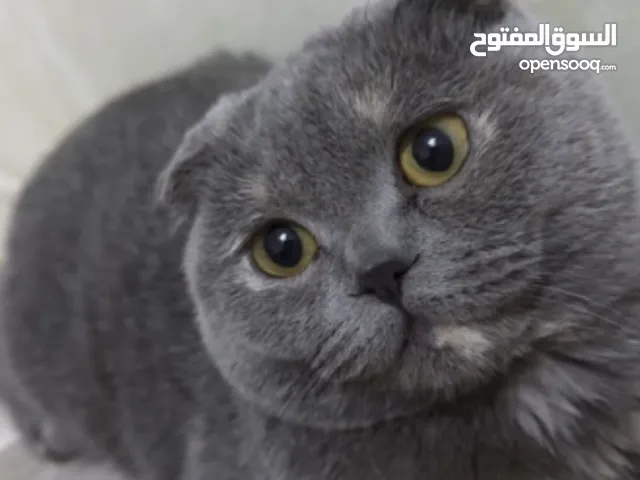 انثى سكواتش