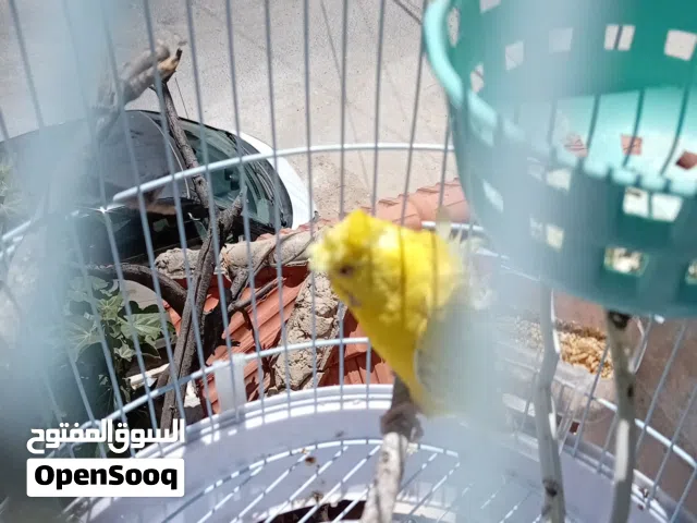 عصفور زينه للبيع مع القفص