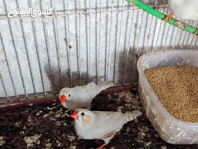 zabra Finch Birds Pair