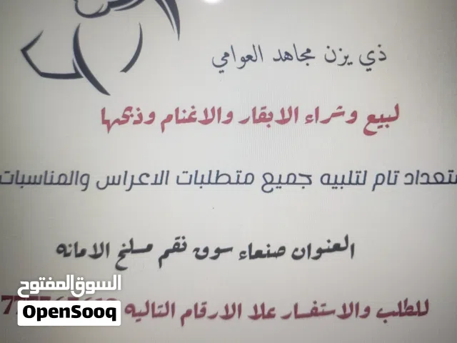 ذي يزن العوامي بيع وشراء ارخص الاغنام والأبقار
