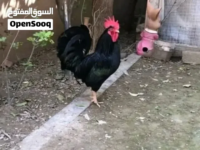 مطلوب ديج اسود مثل الي بصوره