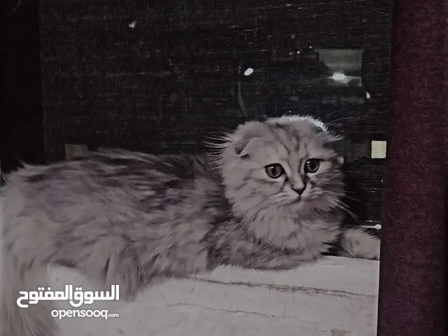 عمان القويسمه