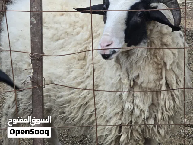 خروف للبيع
