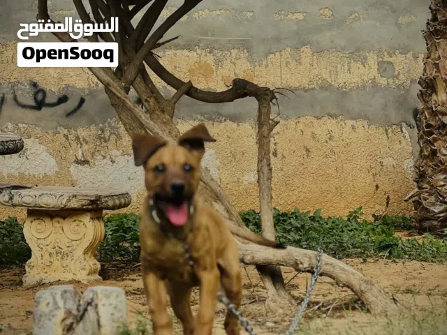 اسلام عليكم خش الوصف