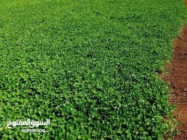 نجيل طبيعي ونجيل ديكوندرا