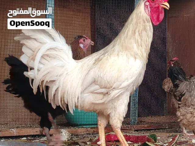 شوف الوصف دجاج عرب4 وديوجه 2 بيهن زوج ابو ركيبه