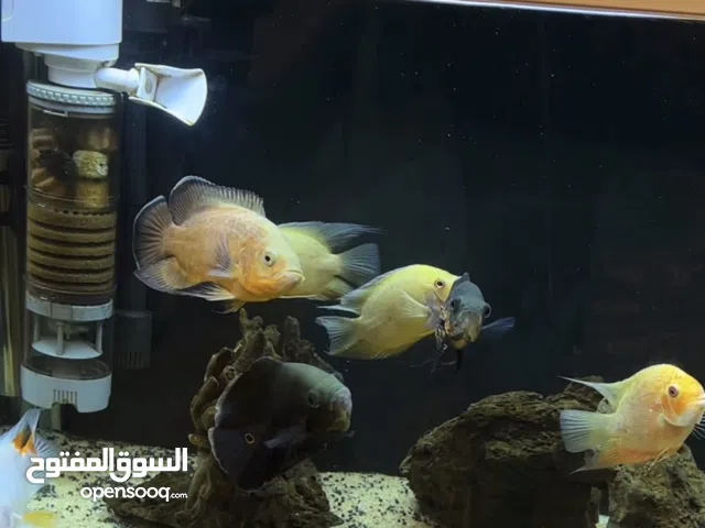 حوض هو والسمك للبيع