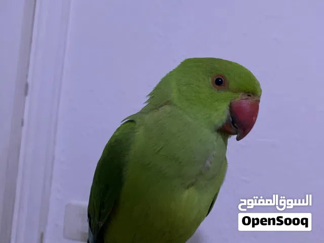 فرخ دره هندي فطام جديد اليف زي اللعبه