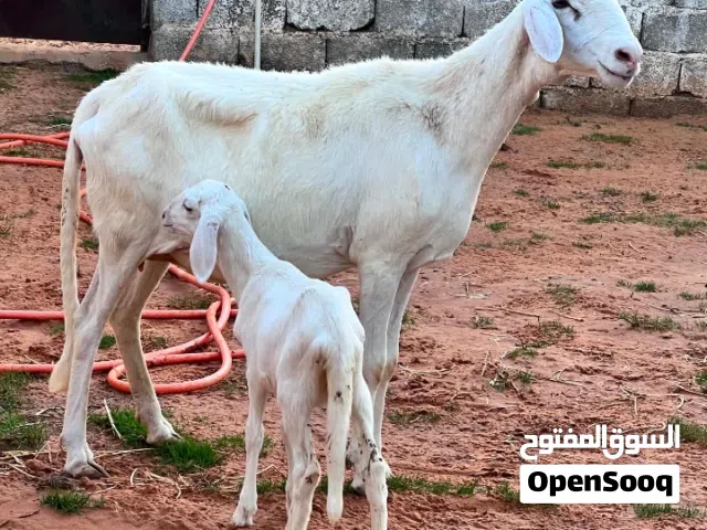 نعجه هجين تحتها حوليه السن أول جمع للبيع  2000