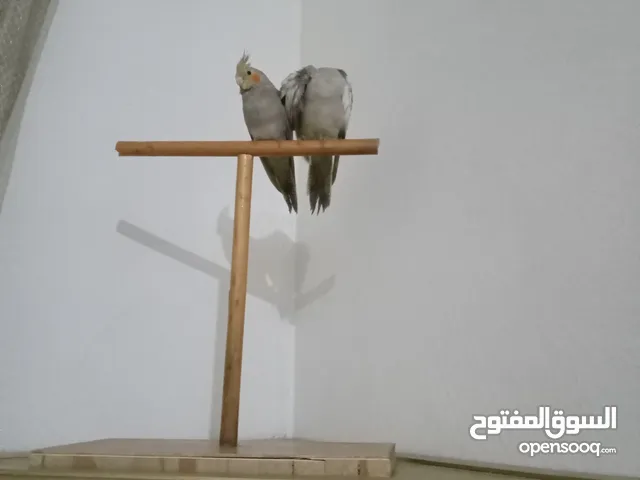 Calopsitte dressé كالوبسيت مدرب