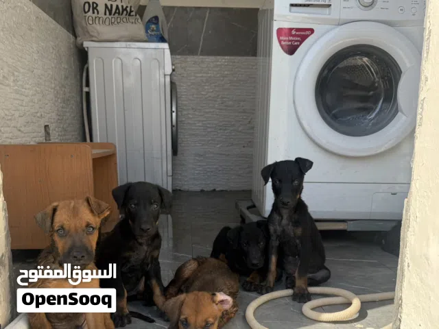 Dobermann x German Shepherd Puppies for Sale