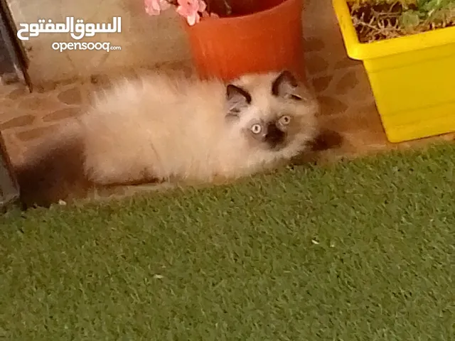 قط ذكر هملايا بيور