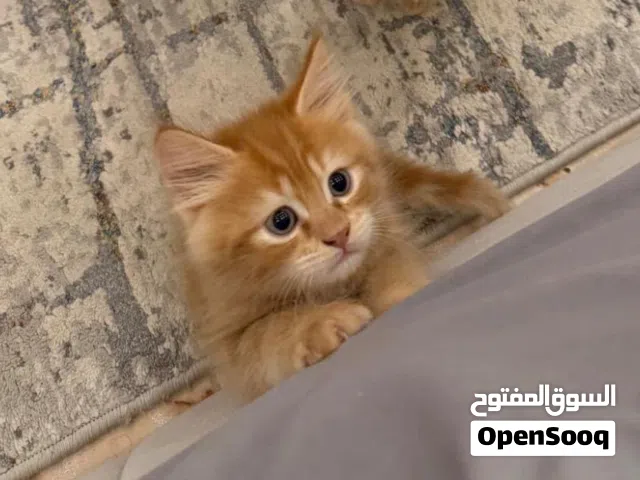 استمارة بيع قط شيرازي