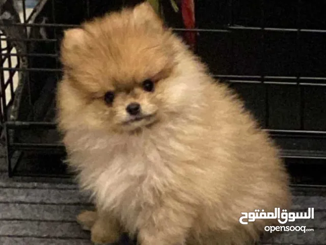 بومرينيان 1