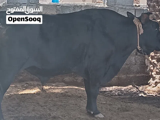 ثور نمساوي عمره 3سنوات ونص ثور ضخم ضخم ضخم ماشاء الله تبارك الله