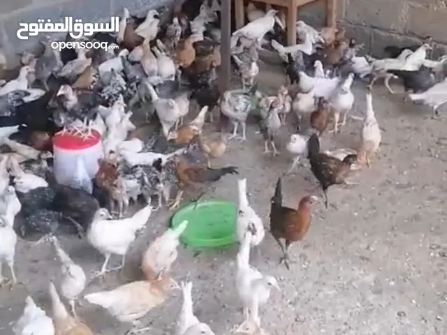 دجاج عماني