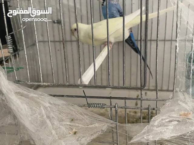 جوز حب للبيع مع كامل اغراضو