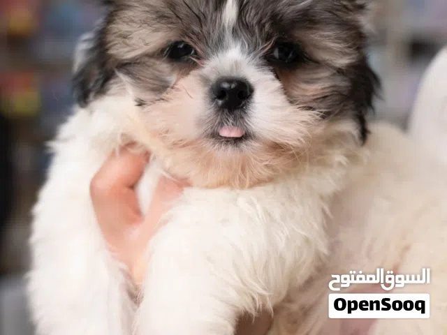 تنبيه خطير  جرو شيتزو مميز جدًا ...  يسبب الإدمان على الضحك والدلال  يخطف القلوب بنظرة وحدة