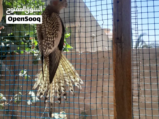 انتايا كوكتيل ايزابيل الله يبارك ناشطه