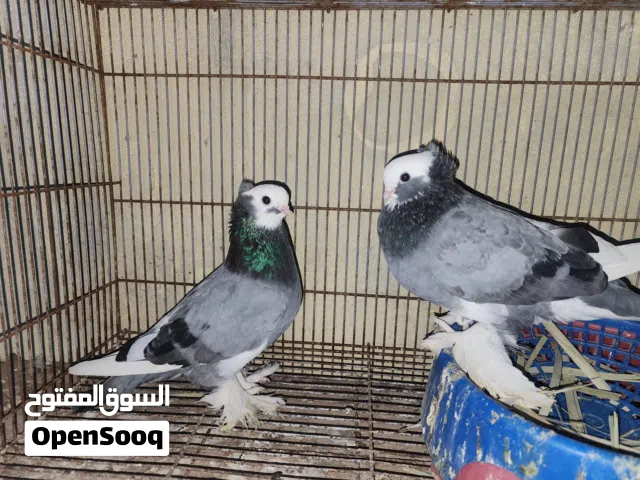 متاح كمبك نقش الطيره نوها جاهزه والفحل جاهز