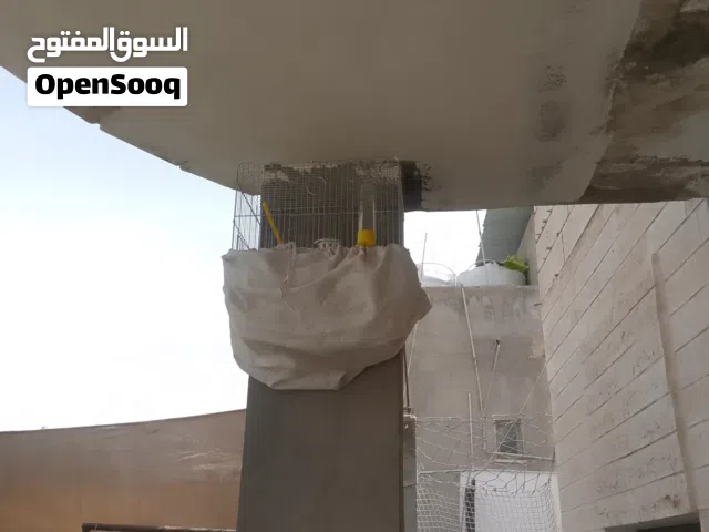 طيور للبيع