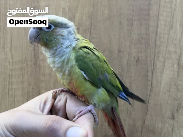ببغاء كنيور