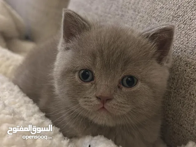British Cream Cats for sale - price is negotiable and very good quality