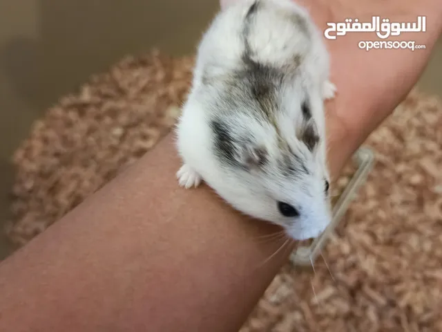 هامستر روسي طفره بيضه