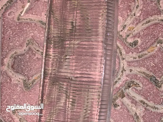 ليت امامي جديد