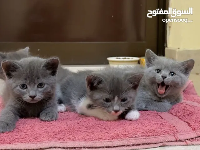 قطط سكوتش