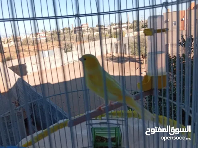 دكر ربي يبارك هايج نوع بلجيكي انتاج ليبيا حجم ولون ربي يبارك