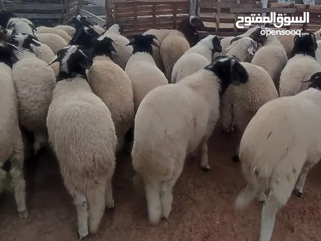 31كبش للعيد الله يبارك وبسعررررررر باهي