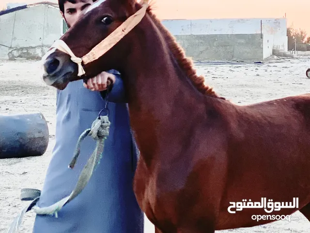 مهر انقليزي نخب اول
