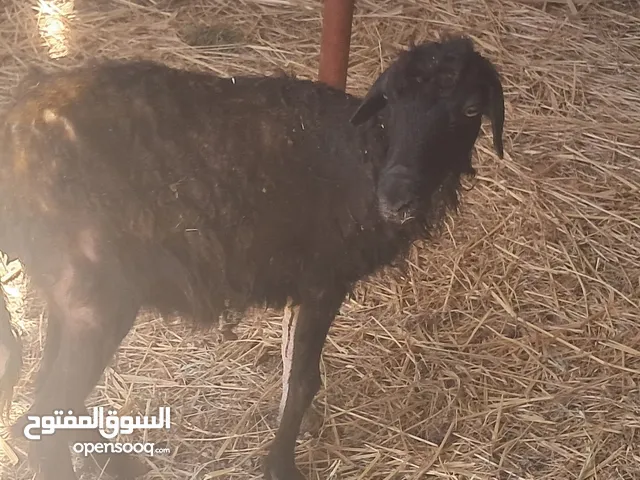 جاعده عمانية منكسره  مجبره وباديه تصح أمورها طيبه وعشار ب25