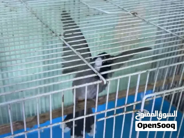 بلابل اليفات للبيع