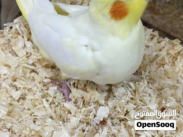 للبيع فرخ كروان