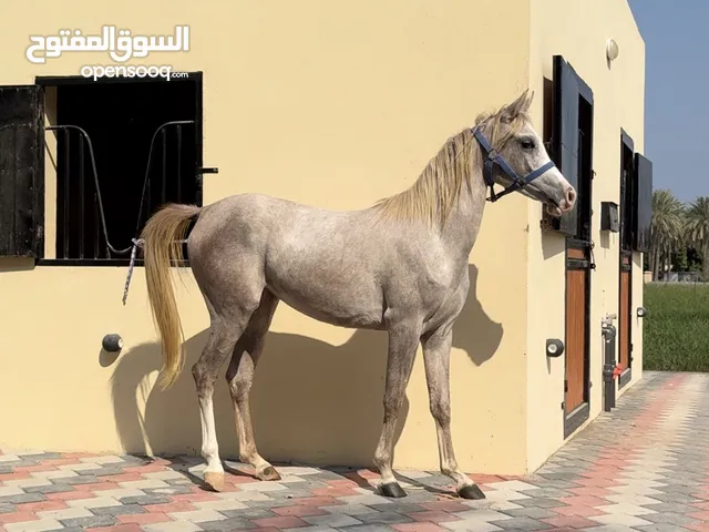مهرة جمال عربية
