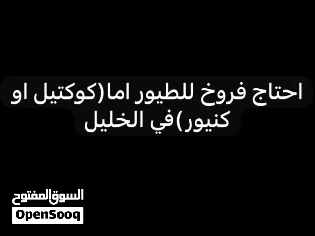 فروخ للطيور ملاحظة:اريد الشراء وليس البيع