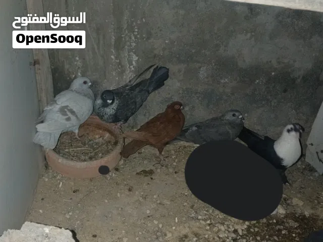 5 حبات حمام بجنن عل طيارن وفي تحتن بيض  انواع جميله التواصل عبر الواتس اب على سوق المفتوح