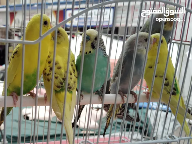 متاح عصافير الزينه اشكال حلوه