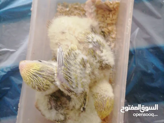 فروخ لفبيرد روز love bird rose