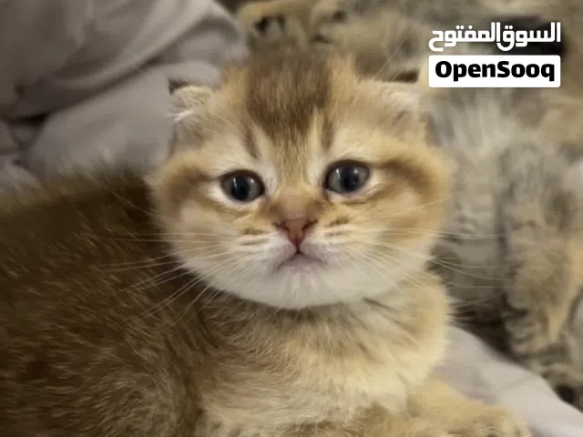 قطط سكوتش فولد