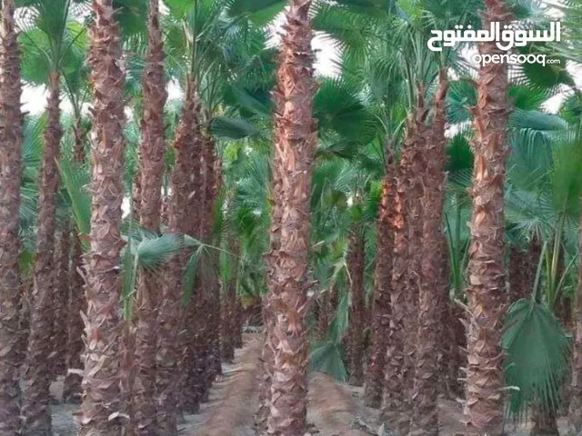 نخل واشنطن أمريكي دراجه ممتاز جميع الاطوال والانواع من مزارع مضمونه
