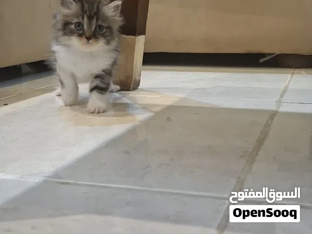 كتن للبيع بي مبلغ رمزي