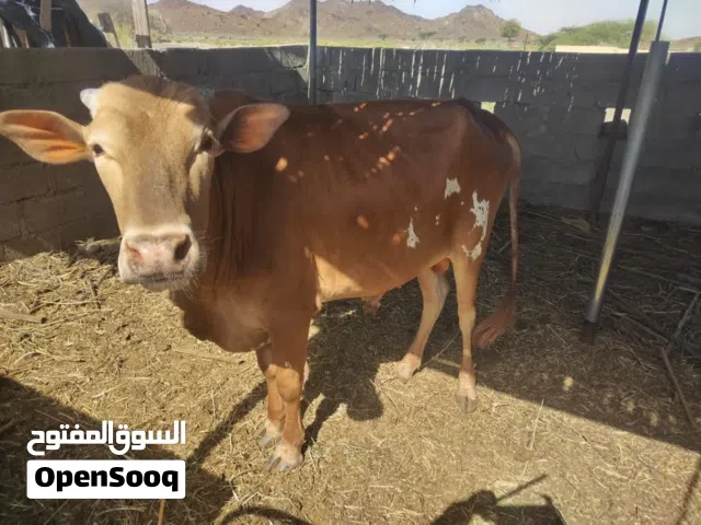 ثور عماني للبيع