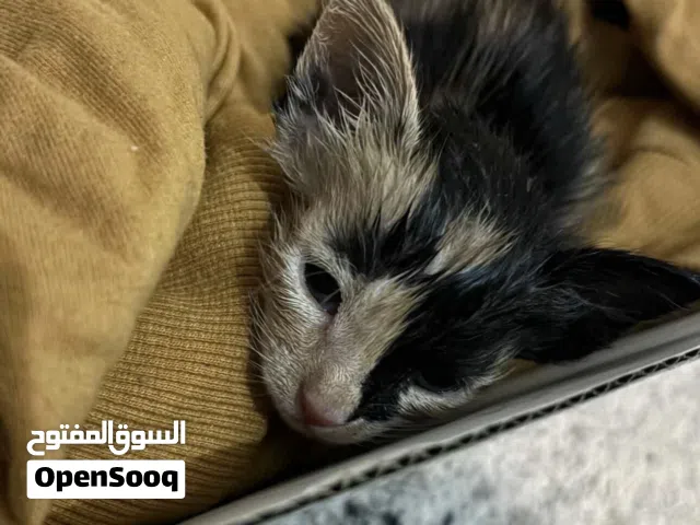 two female kittens for adoption, calico kittens