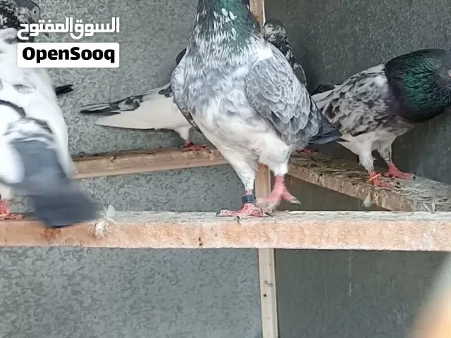 حمام باكستاني وكشكي